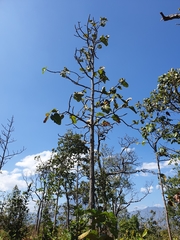 Dipterocarpus tuberculatus