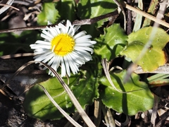 Bellis pappulosa