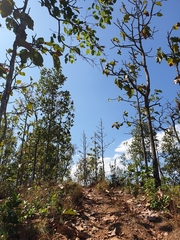 Dipterocarpus tuberculatus