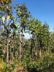 Dipterocarpus tuberculatus