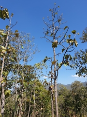Dipterocarpus tuberculatus