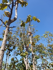 Dipterocarpus tuberculatus