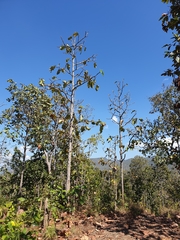 Dipterocarpus tuberculatus