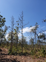 Dipterocarpus tuberculatus