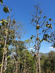 Dipterocarpus tuberculatus