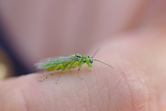 Rhogogaster punctulata