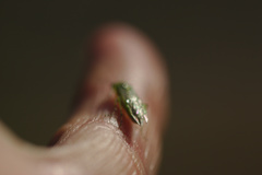 Rhogogaster punctulata