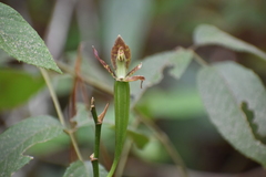 Rhynchostele bictoniensis