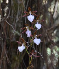 Rhynchostele bictoniensis