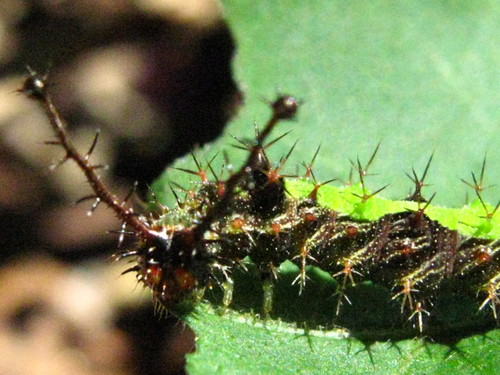 Common Mestra