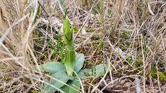 Ophrys sphegodes massiliensis