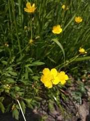 Ranunculus repens