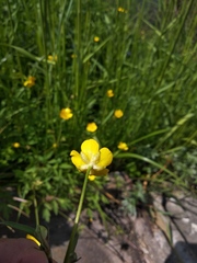 Ranunculus repens