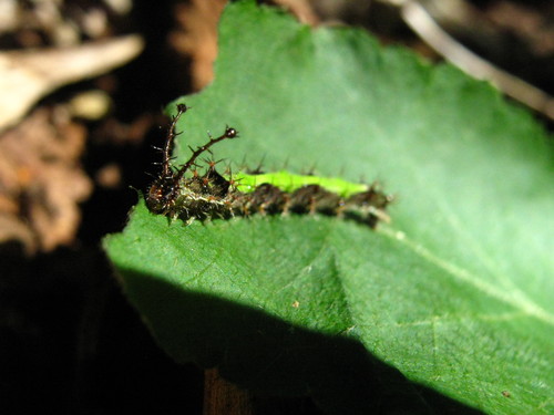 Common Mestra