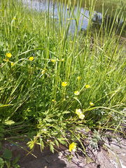 Ranunculus repens