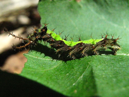 Common Mestra