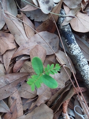 Phyllanthus caroliniensis