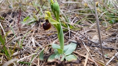 Ophrys sphegodes massiliensis