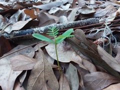 Phyllanthus caroliniensis