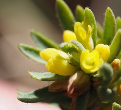 Thymelaea ruizii