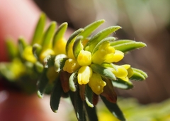 Thymelaea ruizii