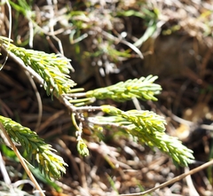 Thymelaea ruizii
