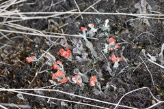 Cladonia coccifera