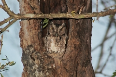 Pacific Screech-Owl photo 4