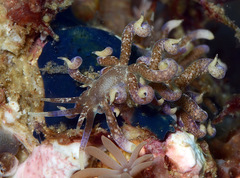 Phyllodesmium macphersonae