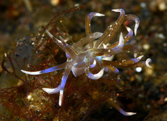 Phyllodesmium macphersonae