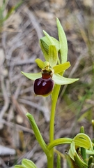 Ophrys sphegodes massiliensis