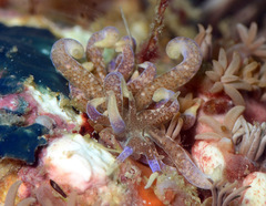 Phyllodesmium macphersonae