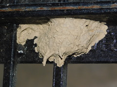 Sceliphron madraspatanum