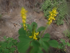Melilotus italicus