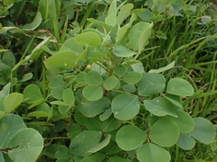 Melilotus italicus