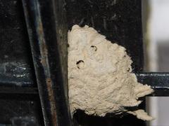 Sceliphron madraspatanum