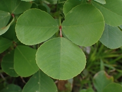 Melilotus italicus