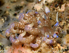 Phyllodesmium macphersonae