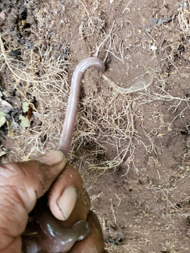 Photo of a Jamaica Worm Snake (Typhlops jamaicensis)