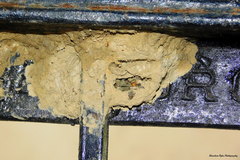 Sceliphron madraspatanum