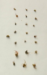 Sceliphron madraspatanum