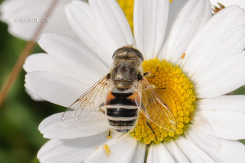 trúdovka bielofúza (Eristalis arbustorum)