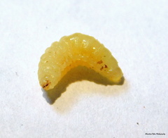 Sceliphron madraspatanum