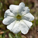 Petunia - Photo (c) Guillermo Menéndez,  זכויות יוצרים חלקיות (CC BY-NC), uploaded by Guillermo Menéndez