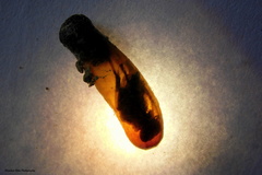 Sceliphron madraspatanum