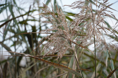 Phragmites australis