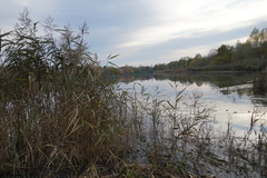 Phragmites australis