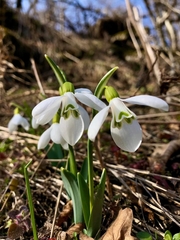 Galanthus alpinus