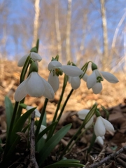 Galanthus alpinus