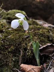 Galanthus alpinus